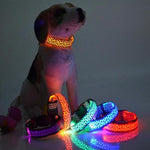 LED Flash Dog Collar