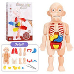 Medical Early Education Puzzle | Human Organs Puzzle