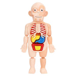 Medical Early Education Puzzle | Human Organs Puzzle