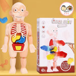 Medical Early Education Puzzle | Human Organs Puzzle