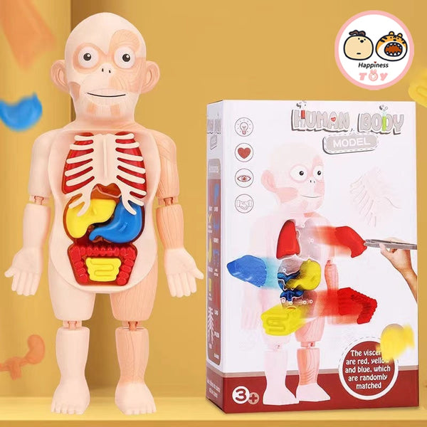 products/Children-Enlightenment-Science-And-Education-Human-Organ-Model-Decoration-DIY-Assembly-Medical-Early-Education-Puzzle-Model_1e6908f3-b561-40e5-8d68-fb1ad197c71d.jpg