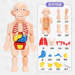Medical Early Education Puzzle | Human Organs Puzzle