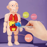 Medical Early Education Puzzle | Human Organs Puzzle