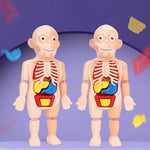 Medical Early Education Puzzle | Human Organs Puzzle